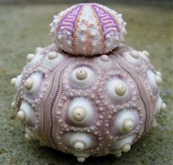 Sea_urchin_tests
